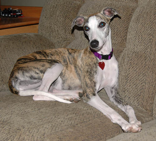 WHIPPET